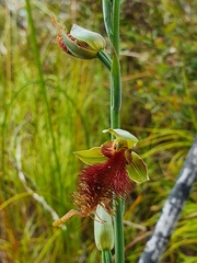 Calochilus paludosus