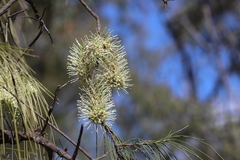 Hakea lorea lorea