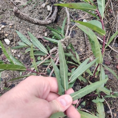 Alternanthera philoxeroides