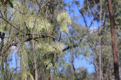 Hakea lorea lorea