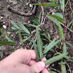 Alternanthera philoxeroides