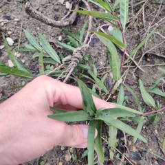 Alternanthera philoxeroides