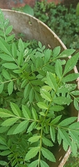 Zanthoxylum rhoifolium