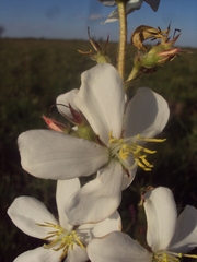Chaetogastra gracilis