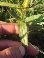 Chaetogastra gracilis