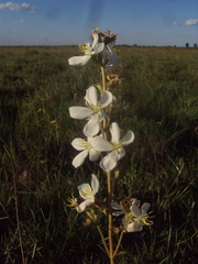 Chaetogastra gracilis