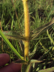 Chaetogastra gracilis