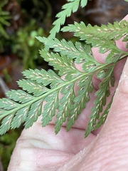 Asplenium adiantum-nigrum