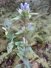 Gentiana villosa