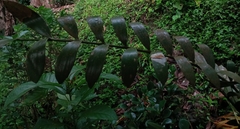 Socratea exorrhiza