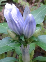 Gentiana villosa