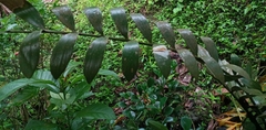Socratea exorrhiza