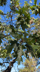 Quercus kelloggii