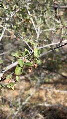 Cercocarpus betuloides