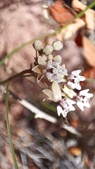 Asclepias angustifolia