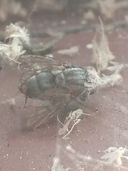 Diptera