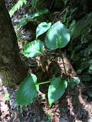Hosta