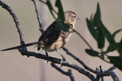 Schoeniophylax phryganophilus