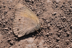 Yphthimoides celmis