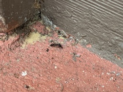 Odontomachus brunneus