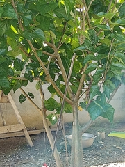 Maclura tinctoria