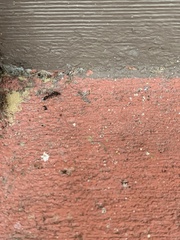 Odontomachus brunneus