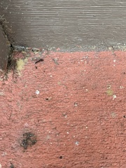 Odontomachus brunneus