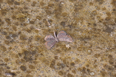 Zabuella tinea