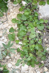 Mimophytum alienoides