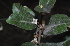 Elaeagnus oldhamii
