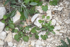 Mimophytum alienoides