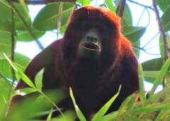 Alouatta seniculus