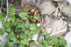 Mimophytum alienoides