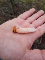 Lysurus periphragmoides