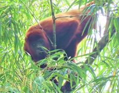 Alouatta seniculus