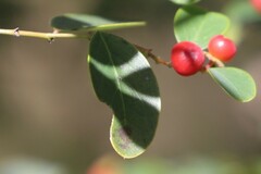 Breynia oblongifolia