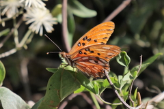 Dione vanillae maculosa