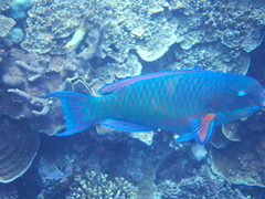 Chlorurus microrhinos