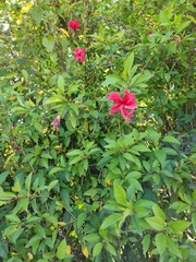 Hibiscus rosa-sinensis