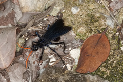 Pepsis ruficornis