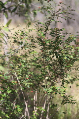 Breynia oblongifolia