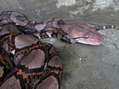 Malayopython reticulatus