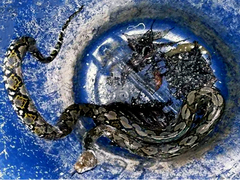 Malayopython reticulatus