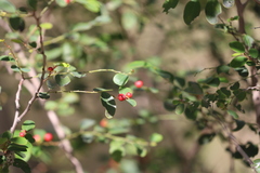 Breynia oblongifolia