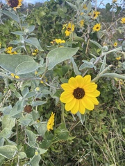 Helianthus argophyllus