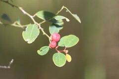 Breynia oblongifolia
