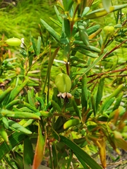 Gompholobium virgatum