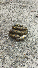 Malayopython reticulatus