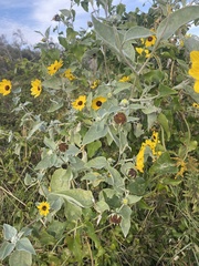 Helianthus argophyllus