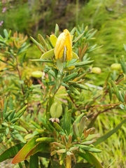 Gompholobium virgatum